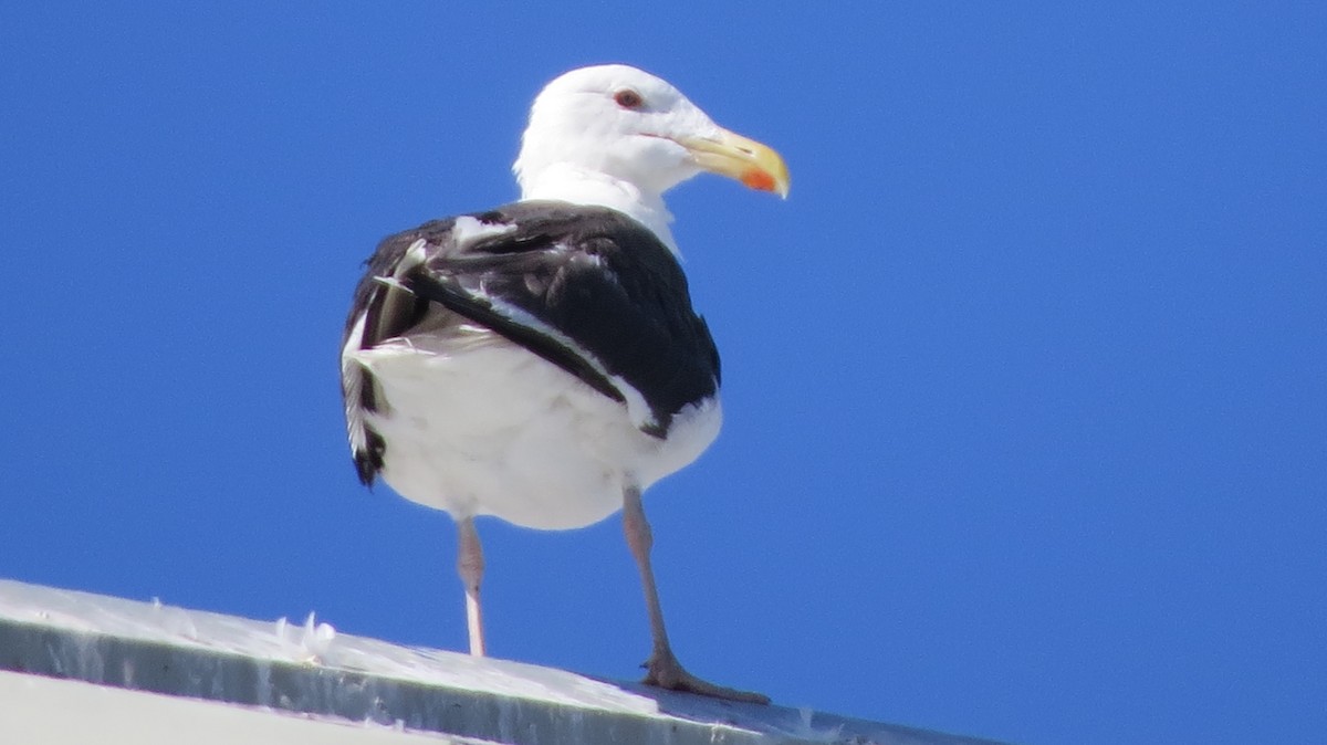 Great Black-backed Gull - ML370415051