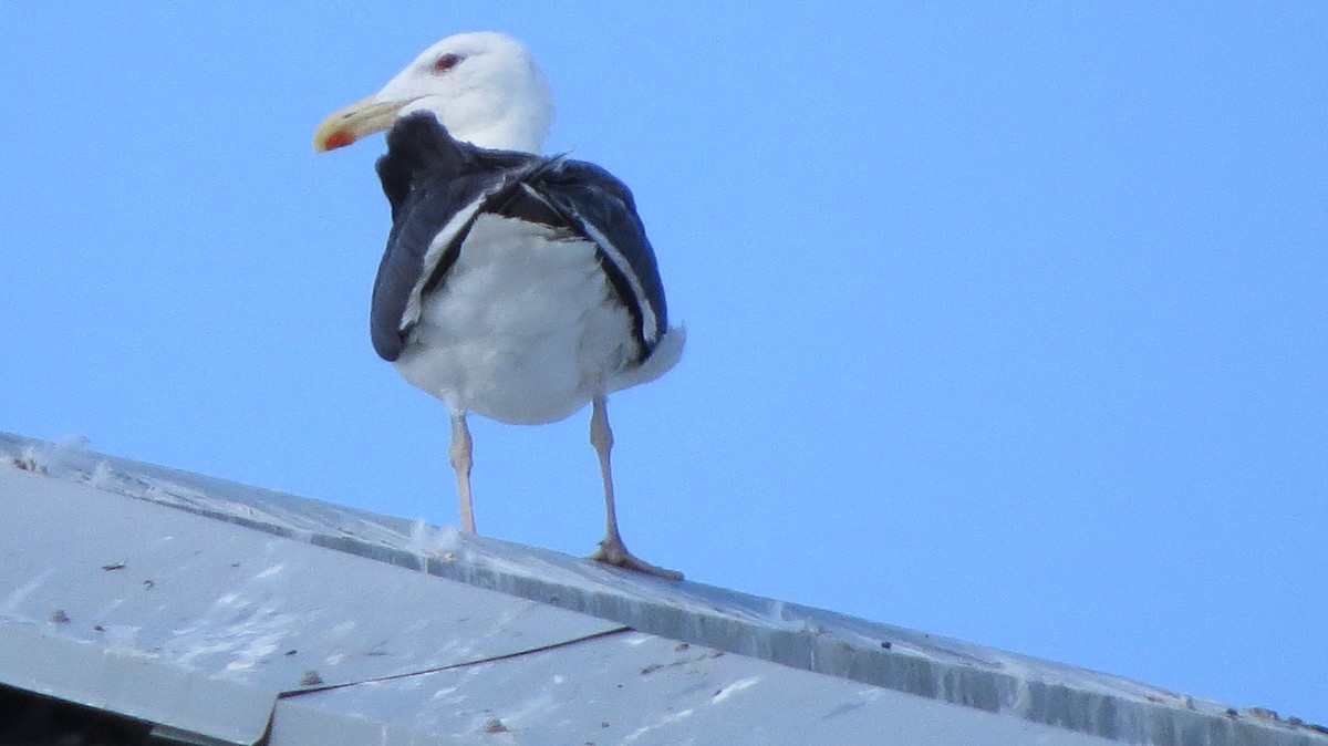 Great Black-backed Gull - ML370415061