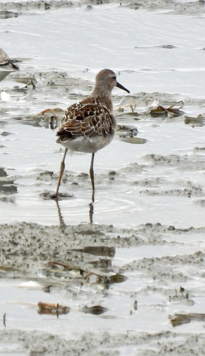 Stilt Sandpiper - ML370415321