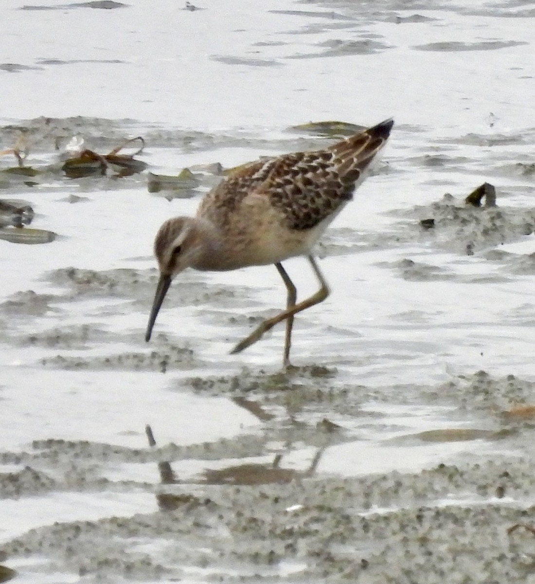 Stilt Sandpiper - ML370415451