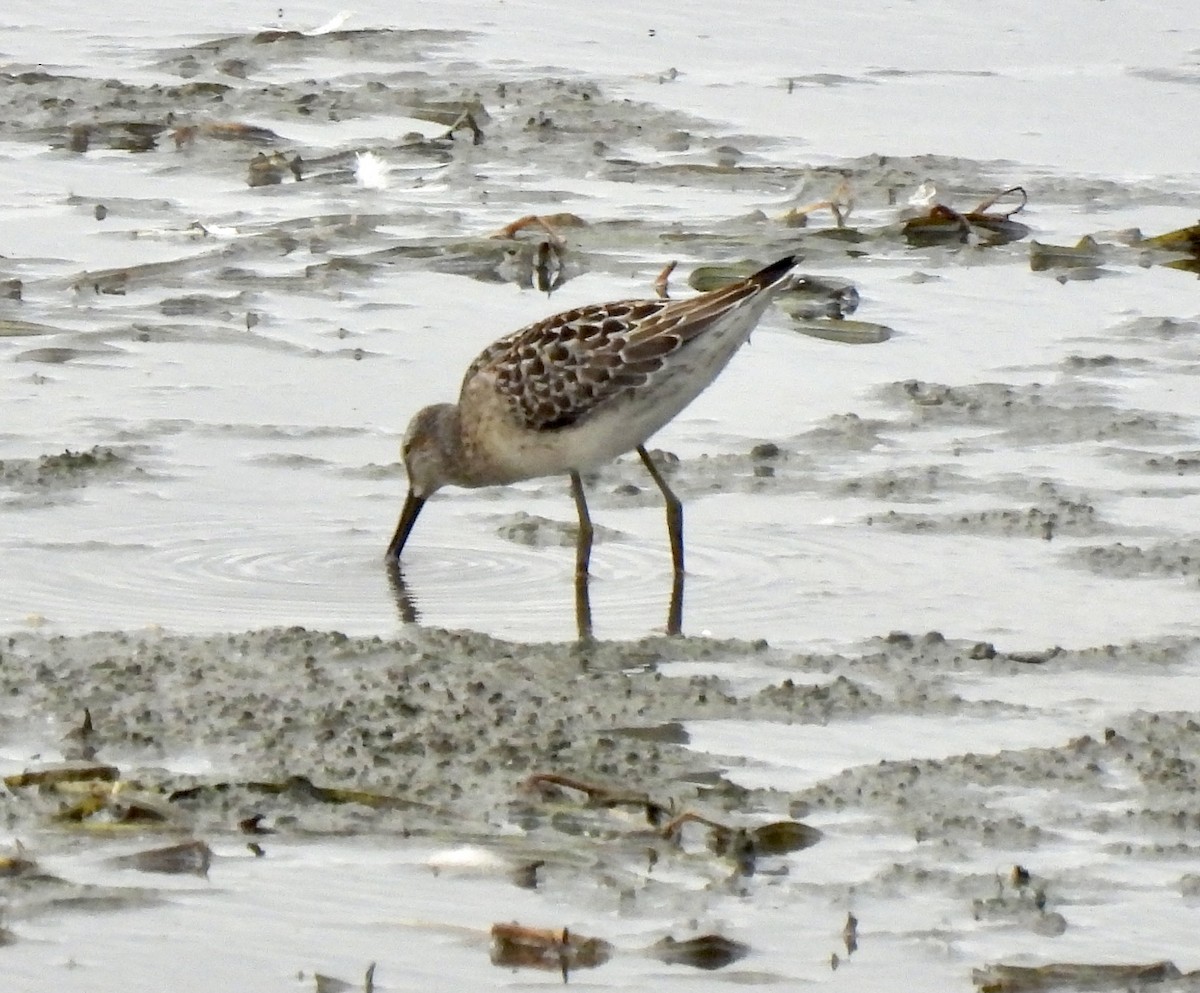 Stilt Sandpiper - ML370415621