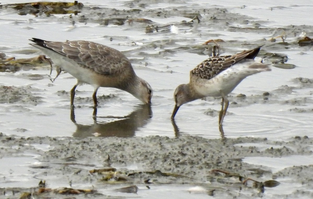 Stilt Sandpiper - ML370415641