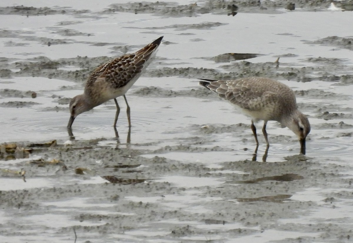 Stilt Sandpiper - ML370415691