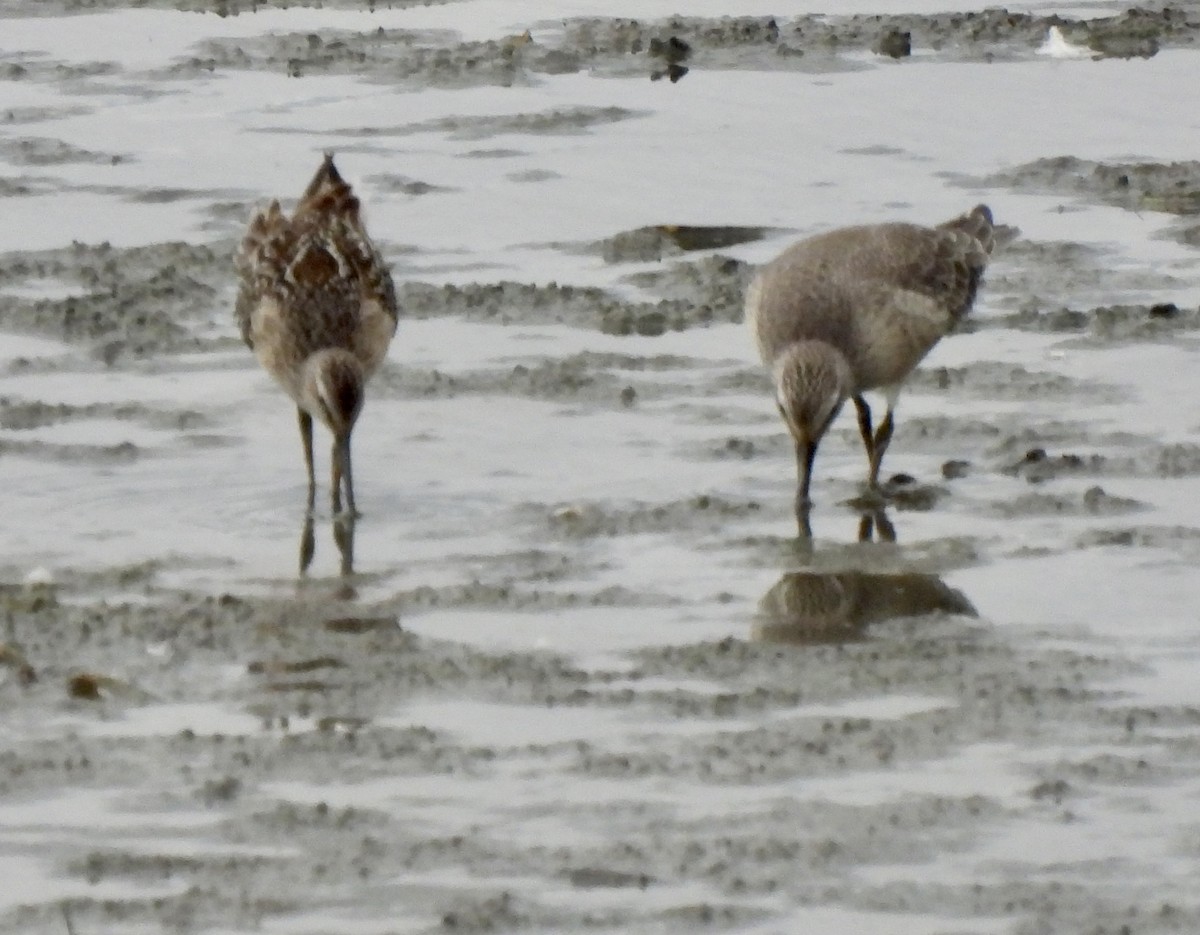 Stilt Sandpiper - ML370415771