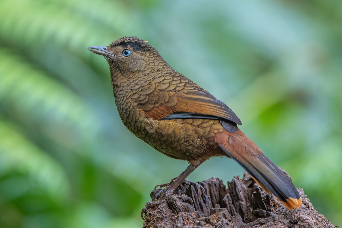 Blue-winged Laughingthrush - Ngoc Sam Thuong Dang