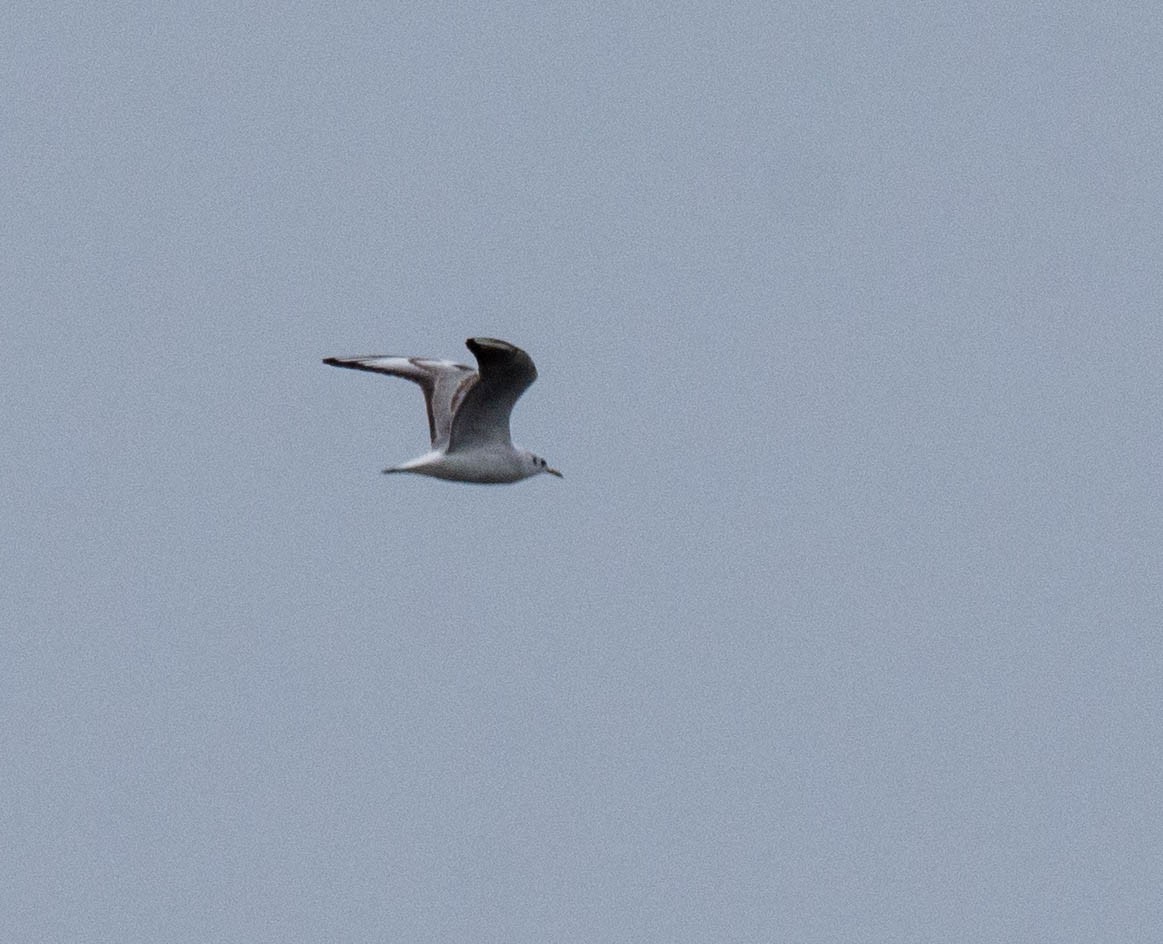 Black-headed Gull - Andrii Radzhabov