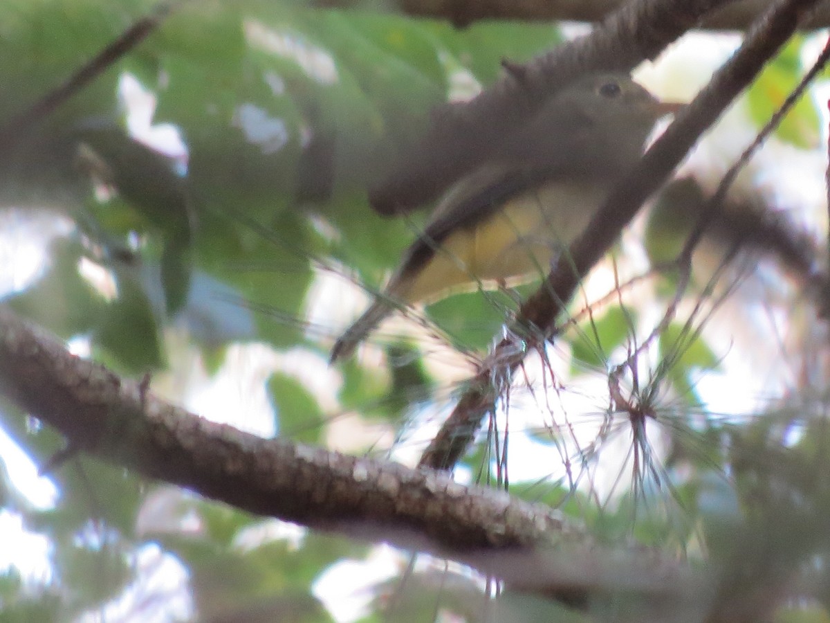 Acadian Flycatcher - ML37041801