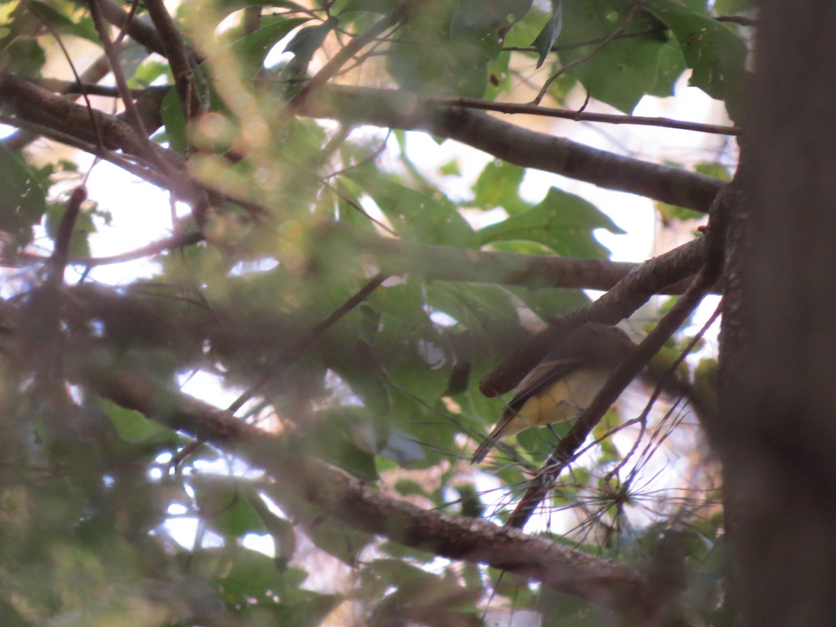 Acadian Flycatcher - ML37041831