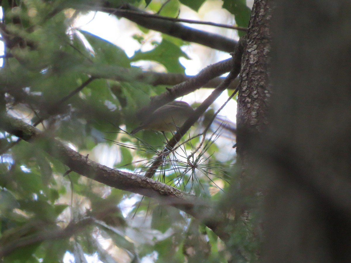 Acadian Flycatcher - ML37041851