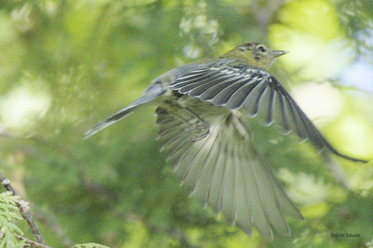 Bay-breasted Warbler - Daniel Savoie