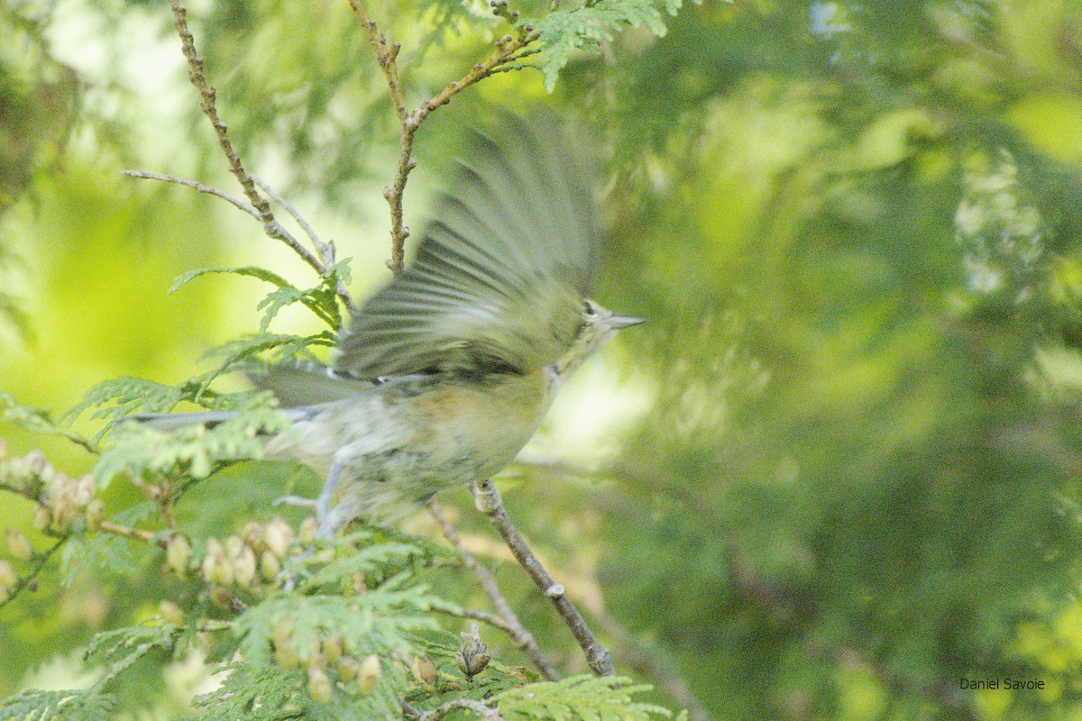 Bay-breasted Warbler - ML370418741