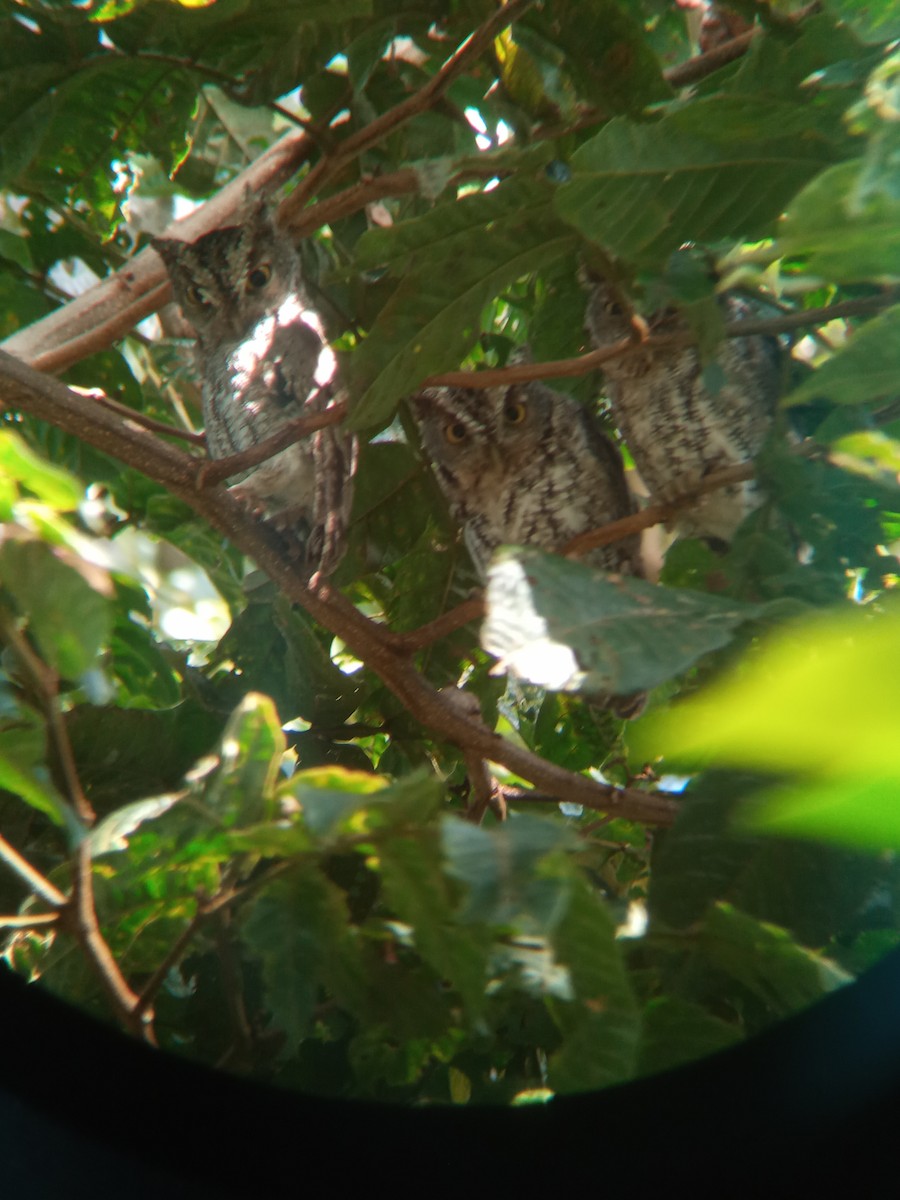 Whiskered Screech-Owl - ML370419171