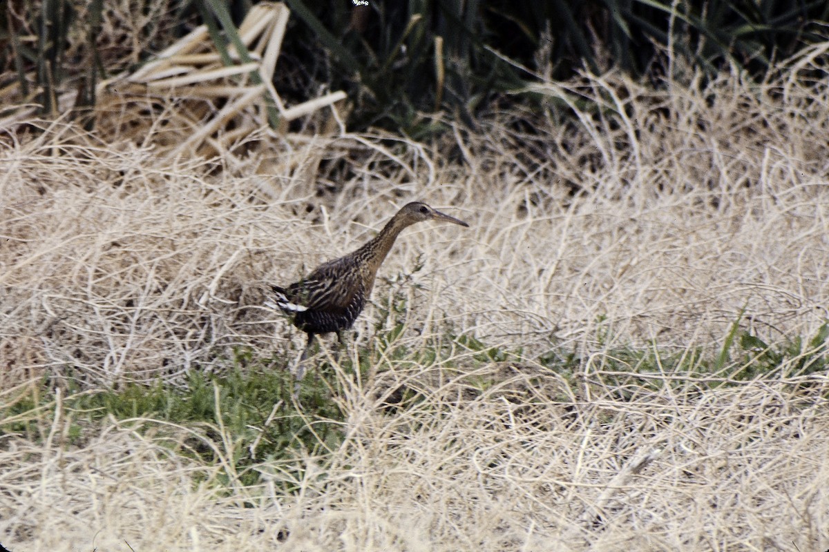 King Rail - Steve Larson