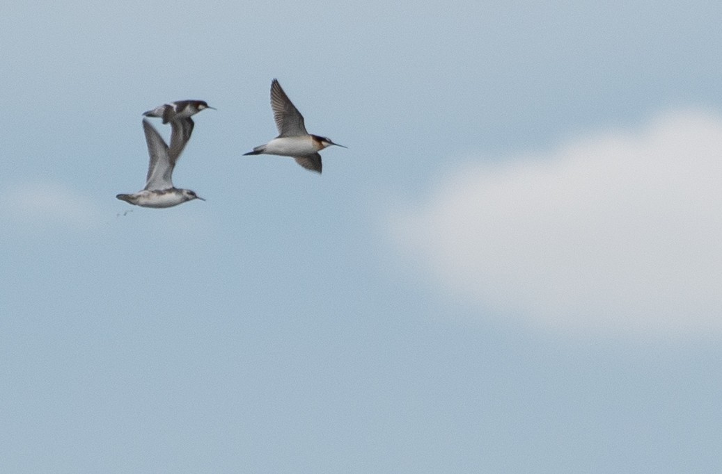 Red Phalarope - ML370425481