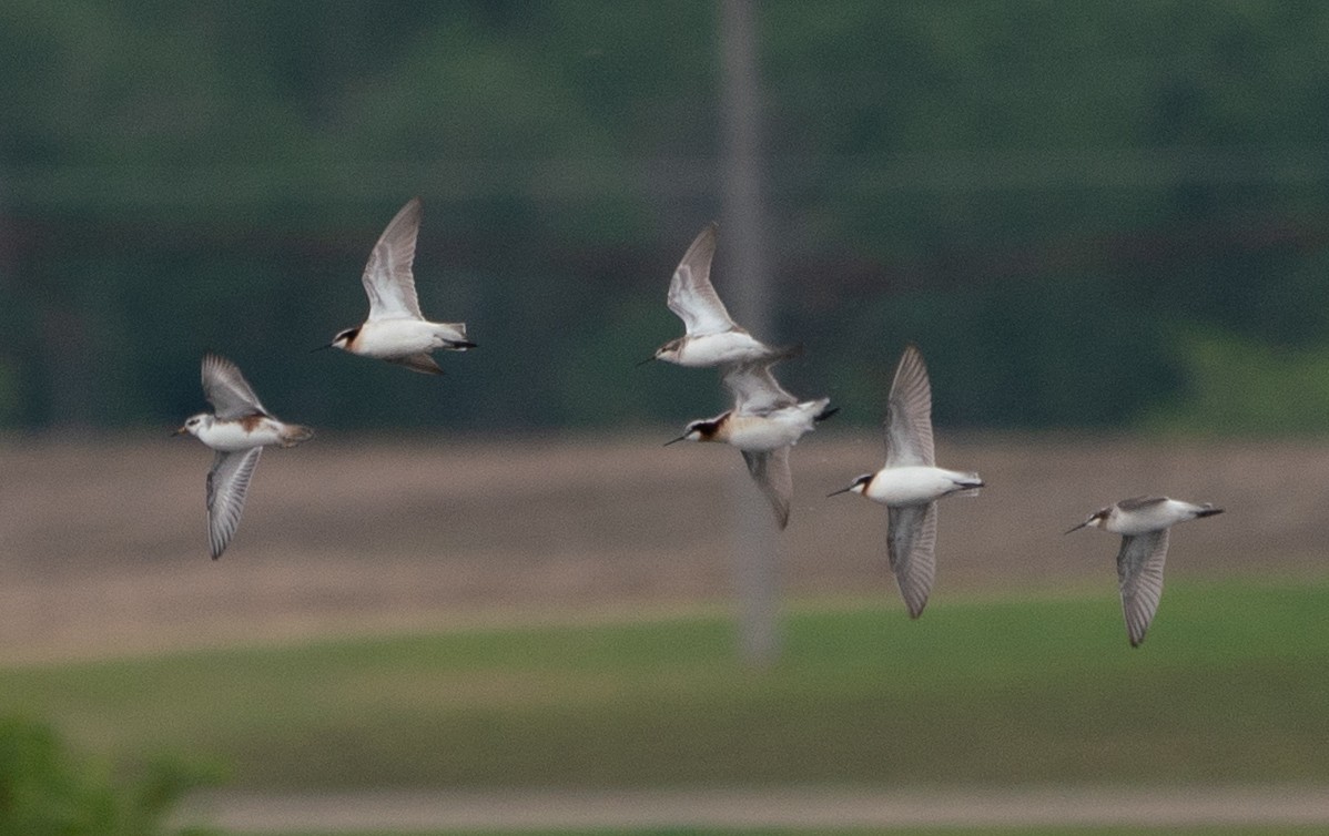 Red Phalarope - ML370425491