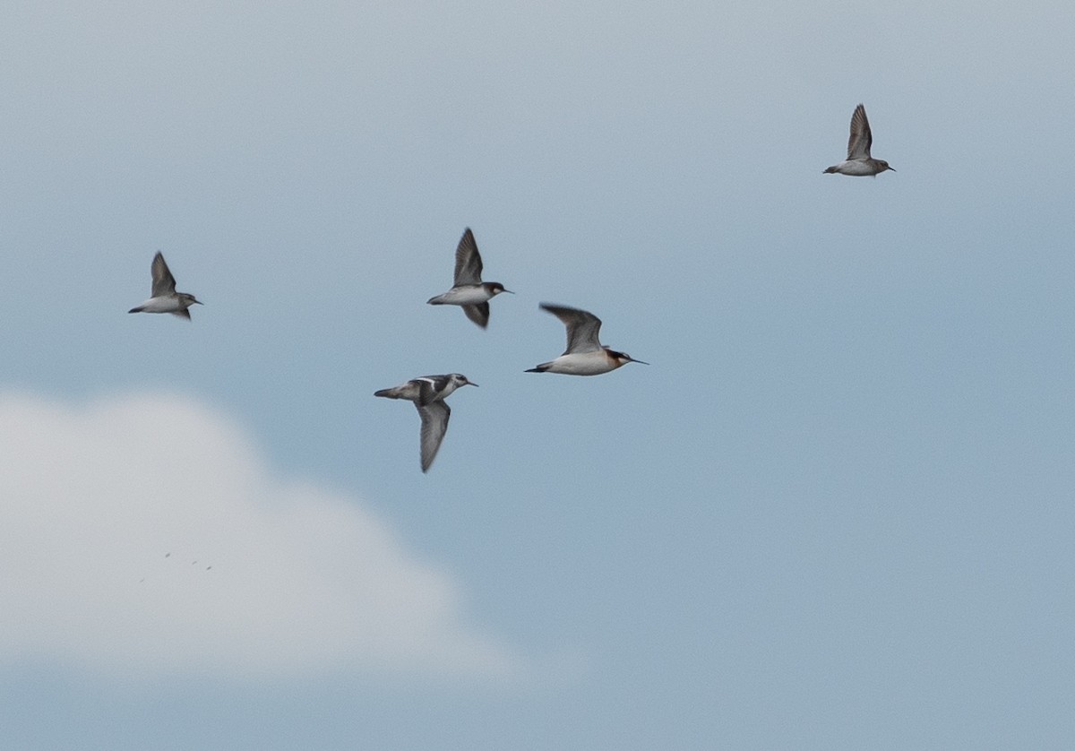 Red Phalarope - ML370425501