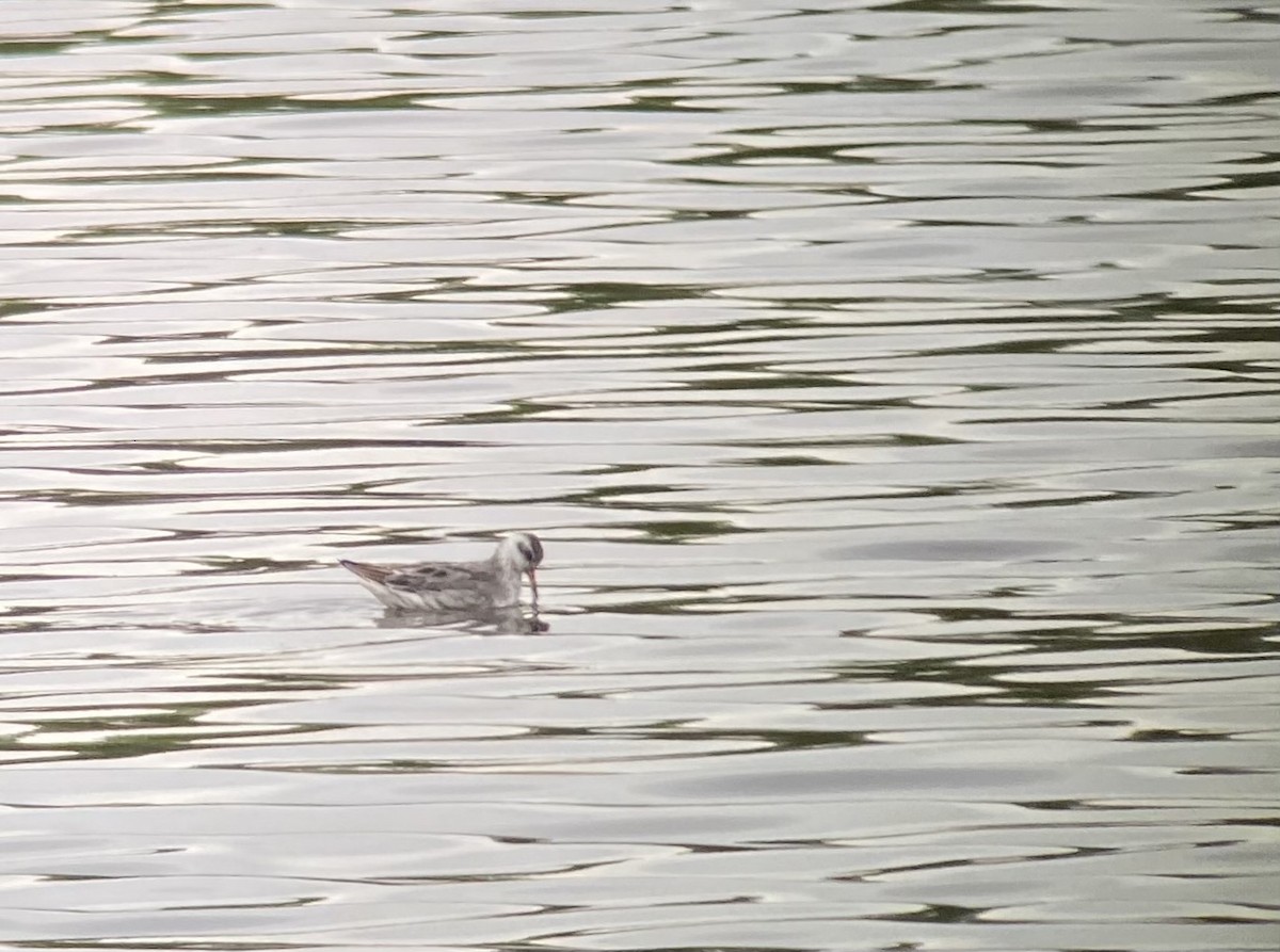 Red Phalarope - ML370425641