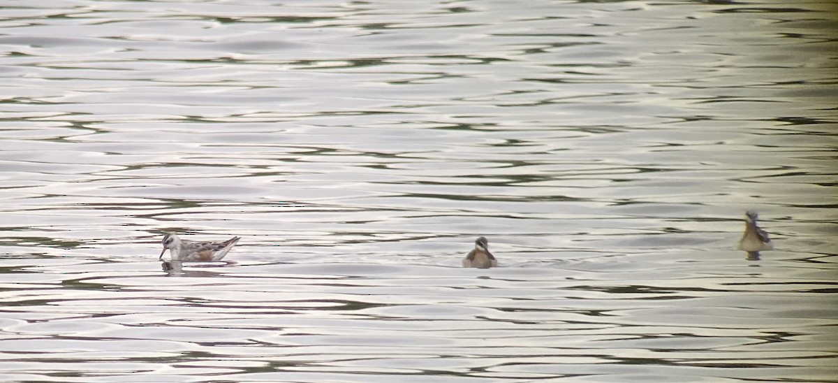 Red Phalarope - ML370425651
