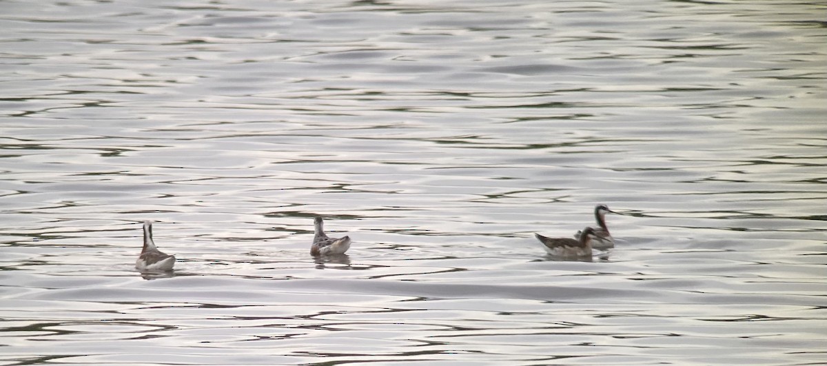 Red Phalarope - ML370425661