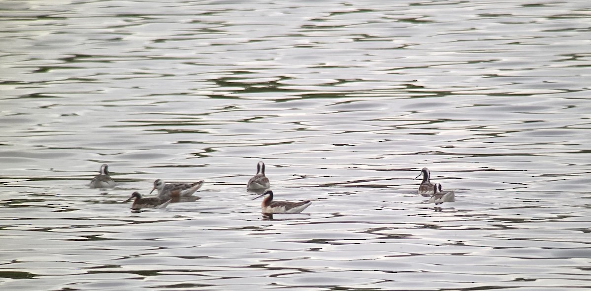 Kızıl Denizdüdükçünü - ML370425671