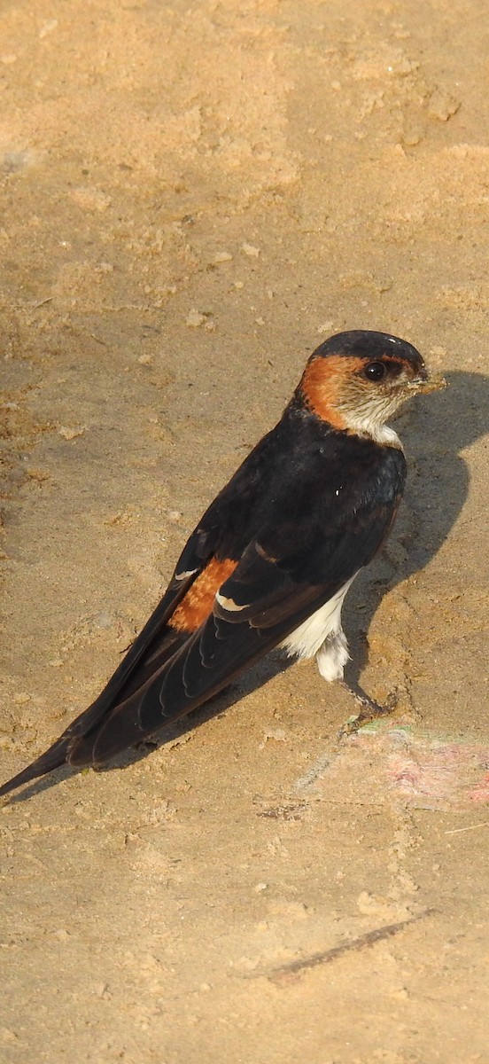 Red-rumped Swallow - ML370425821