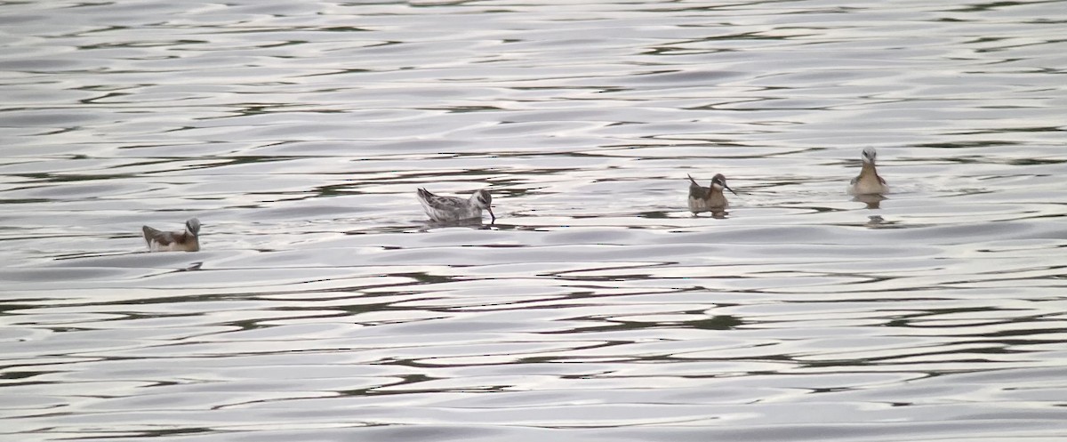 Red Phalarope - ML370426031
