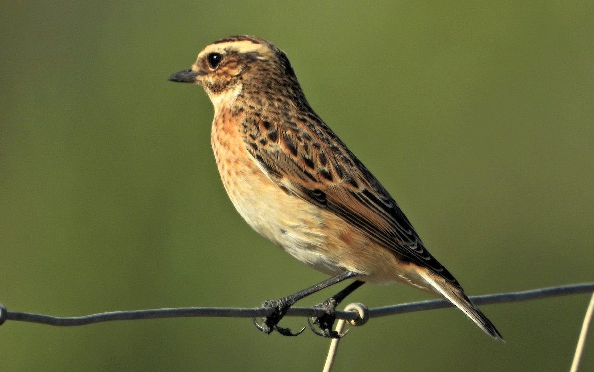 Whinchat - ML370428091