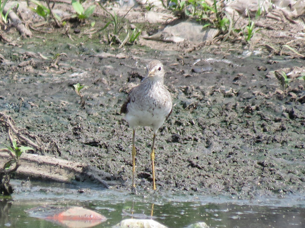 Solitary Sandpiper - ML370428531