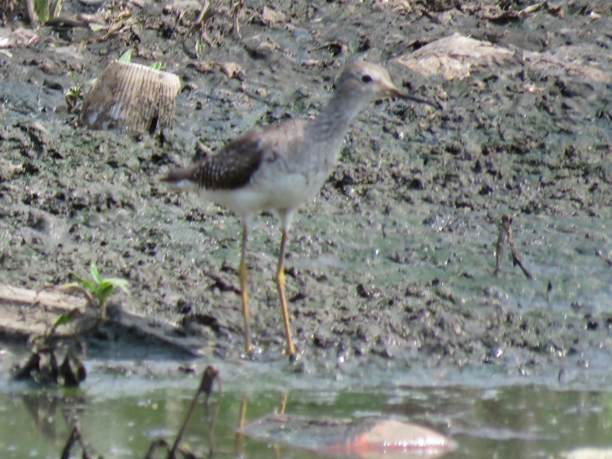 Solitary Sandpiper - Romeu Gama