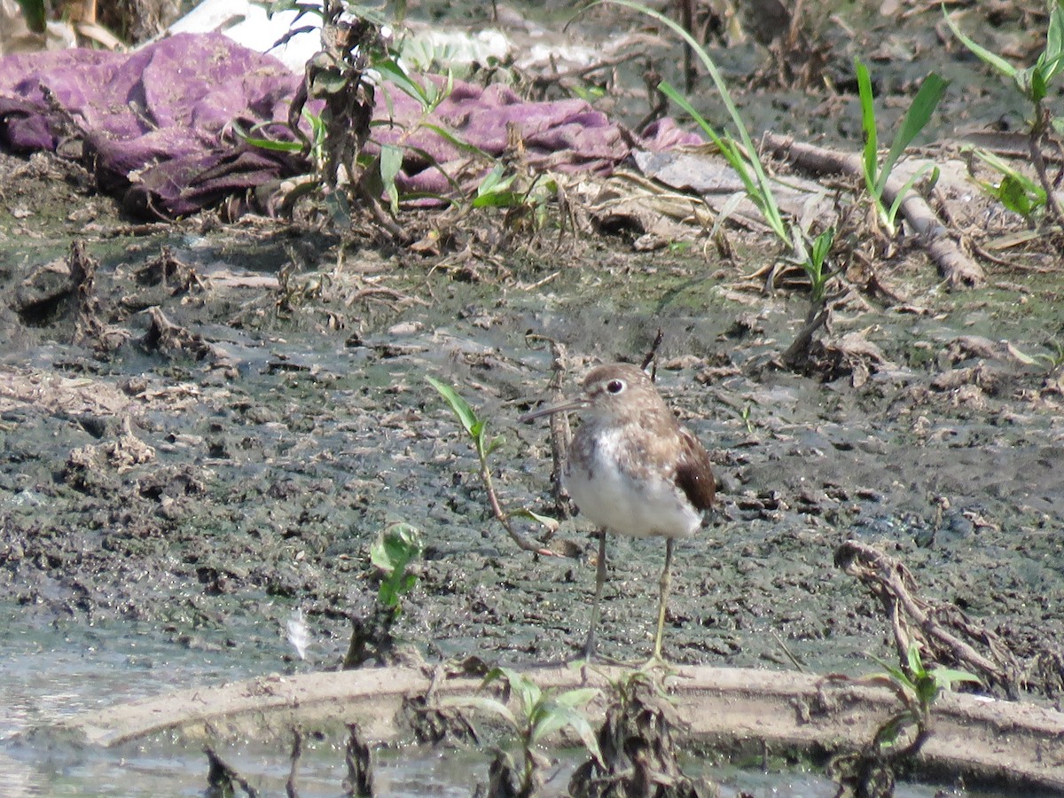 Solitary Sandpiper - ML370429081