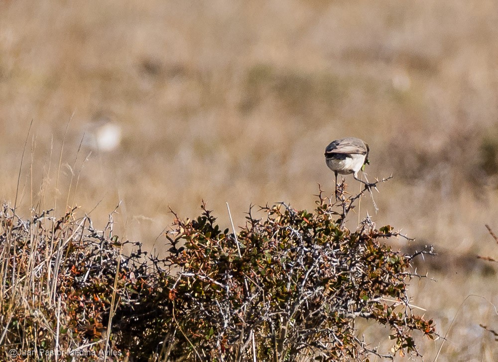 Dormilona Carinegra - ML370429121