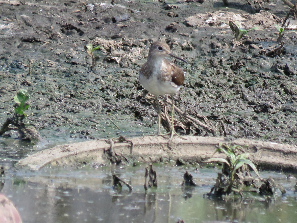 Solitary Sandpiper - ML370429271