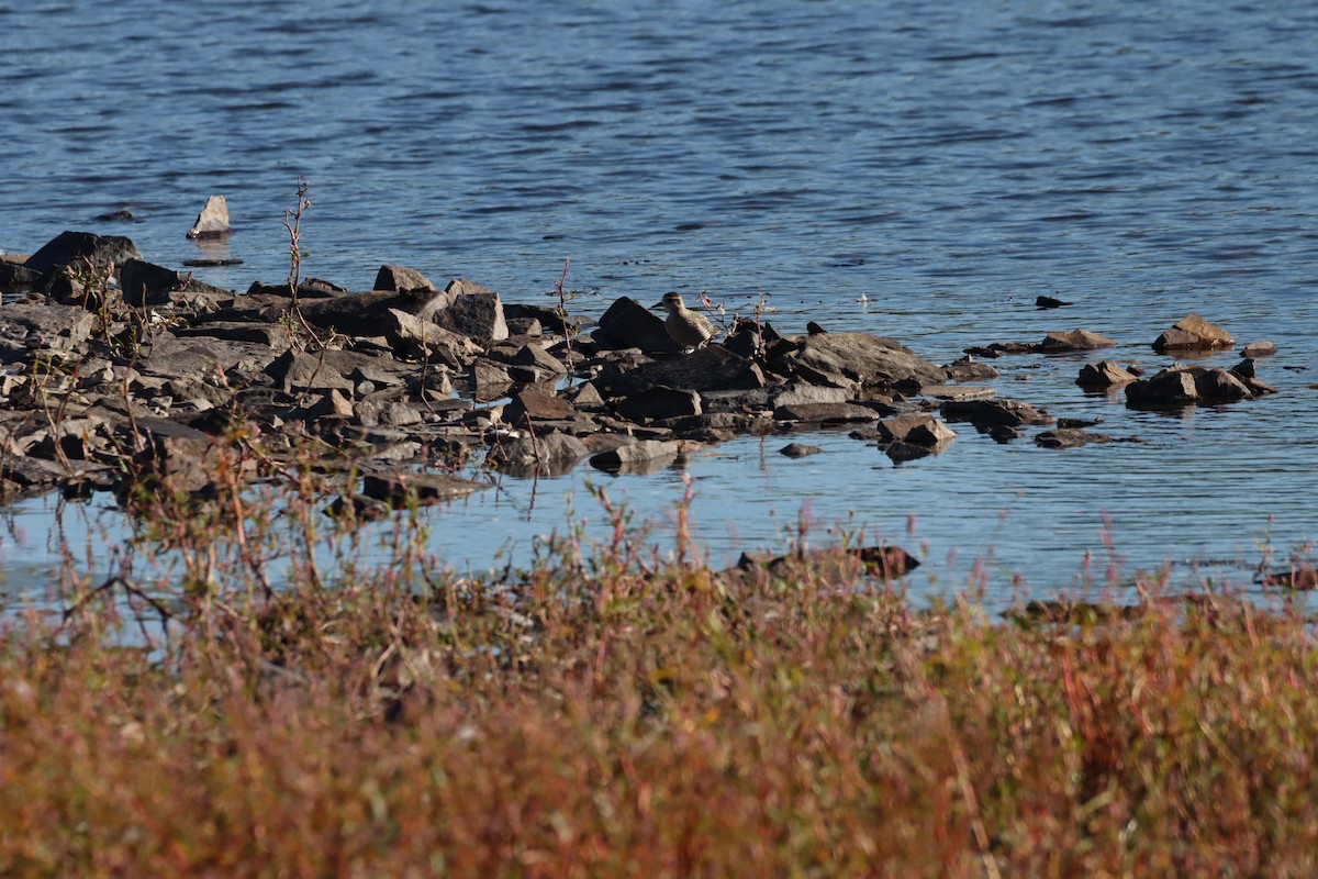 American Golden-Plover - ML370429331