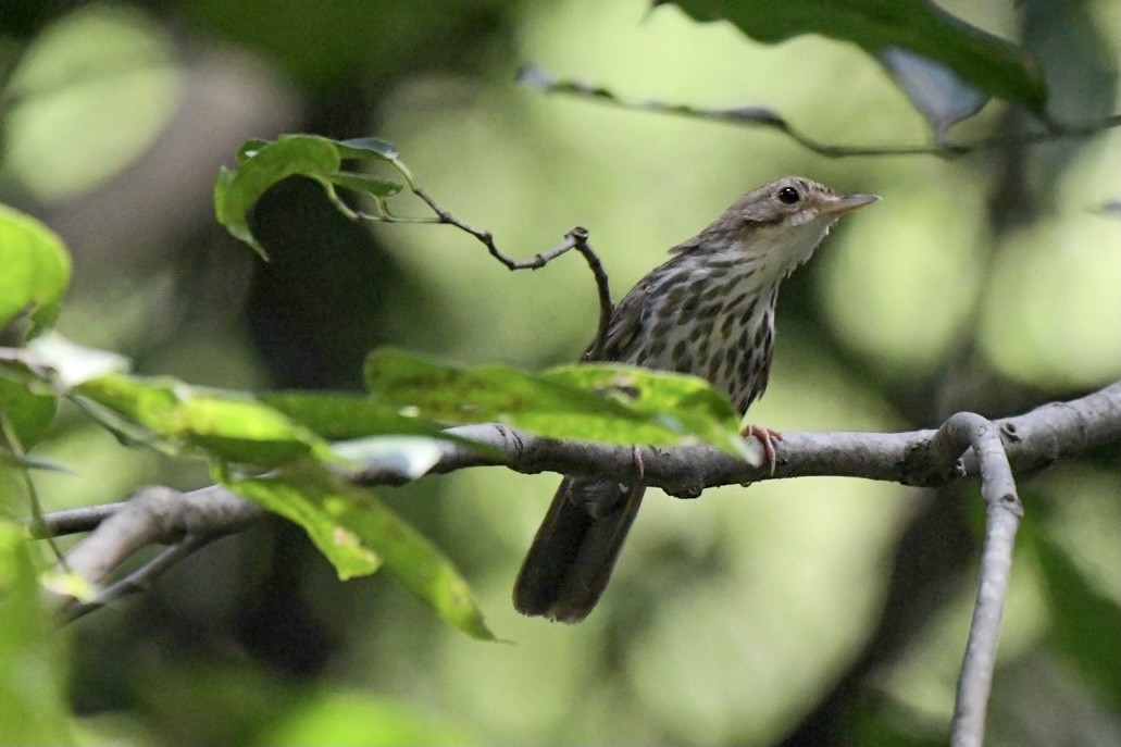 Puff-throated Babbler - Bhupinderjit  Kaur Waraich