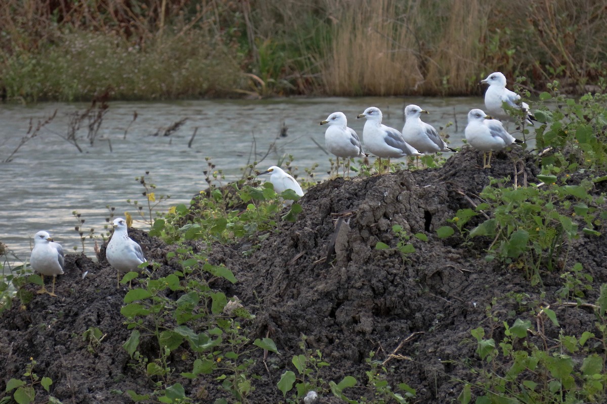 Ring-billed Gull - ML370430411