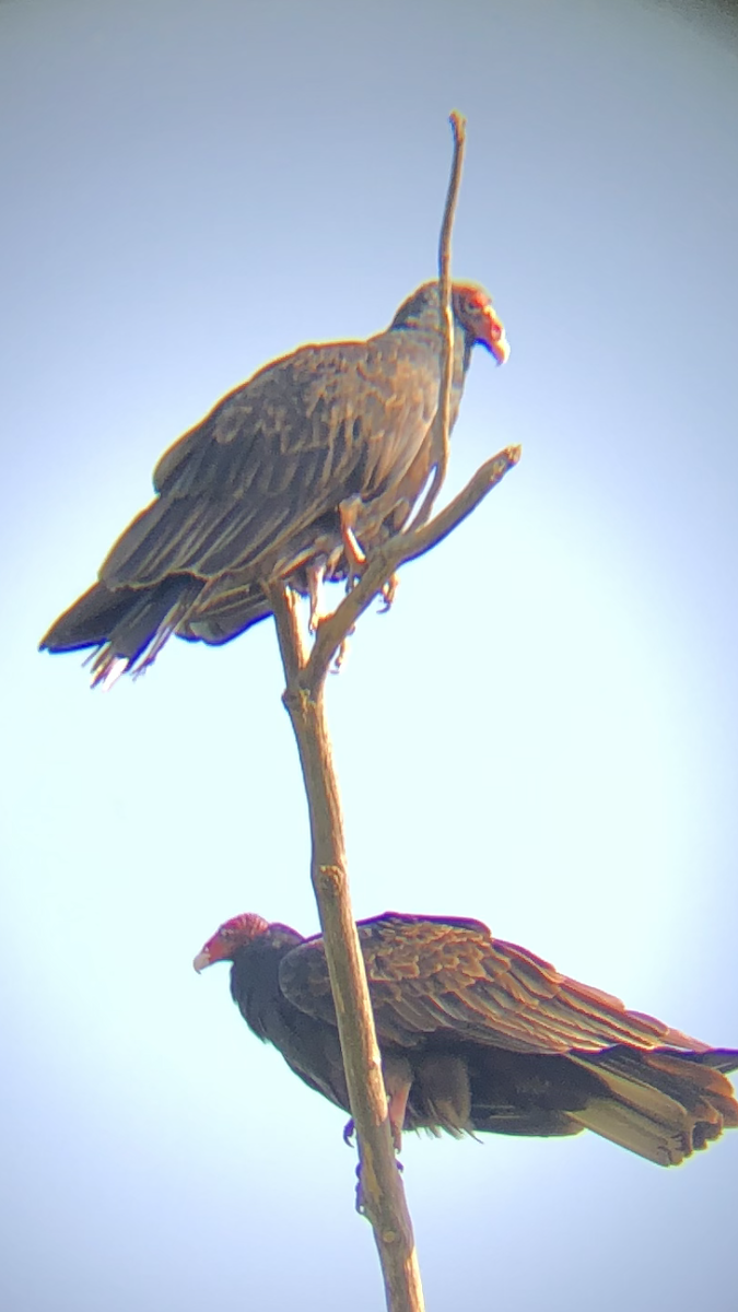 Turkey Vulture - Robert Dooley