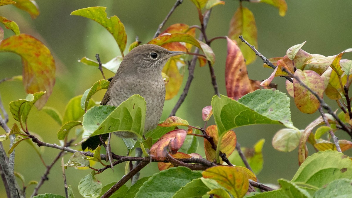 House Wren (Northern) - ML370431781