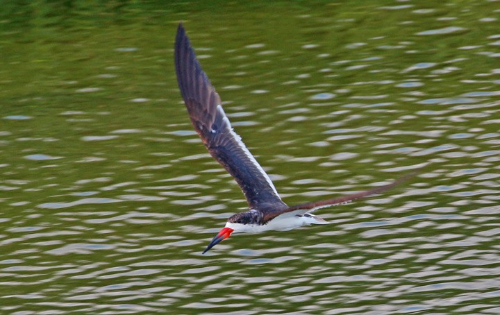 Black Skimmer - ML37043191