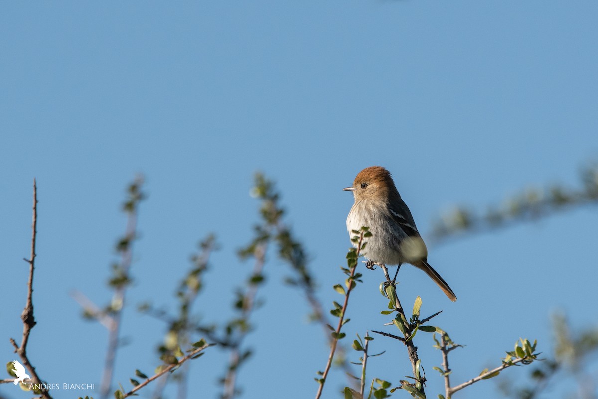 Cinereous Tyrant - ML370433501