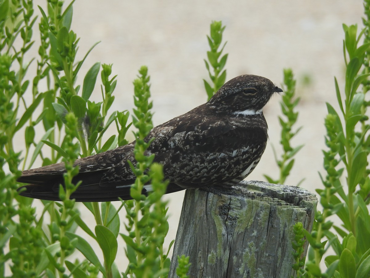 Common Nighthawk - Nicole Wingfield