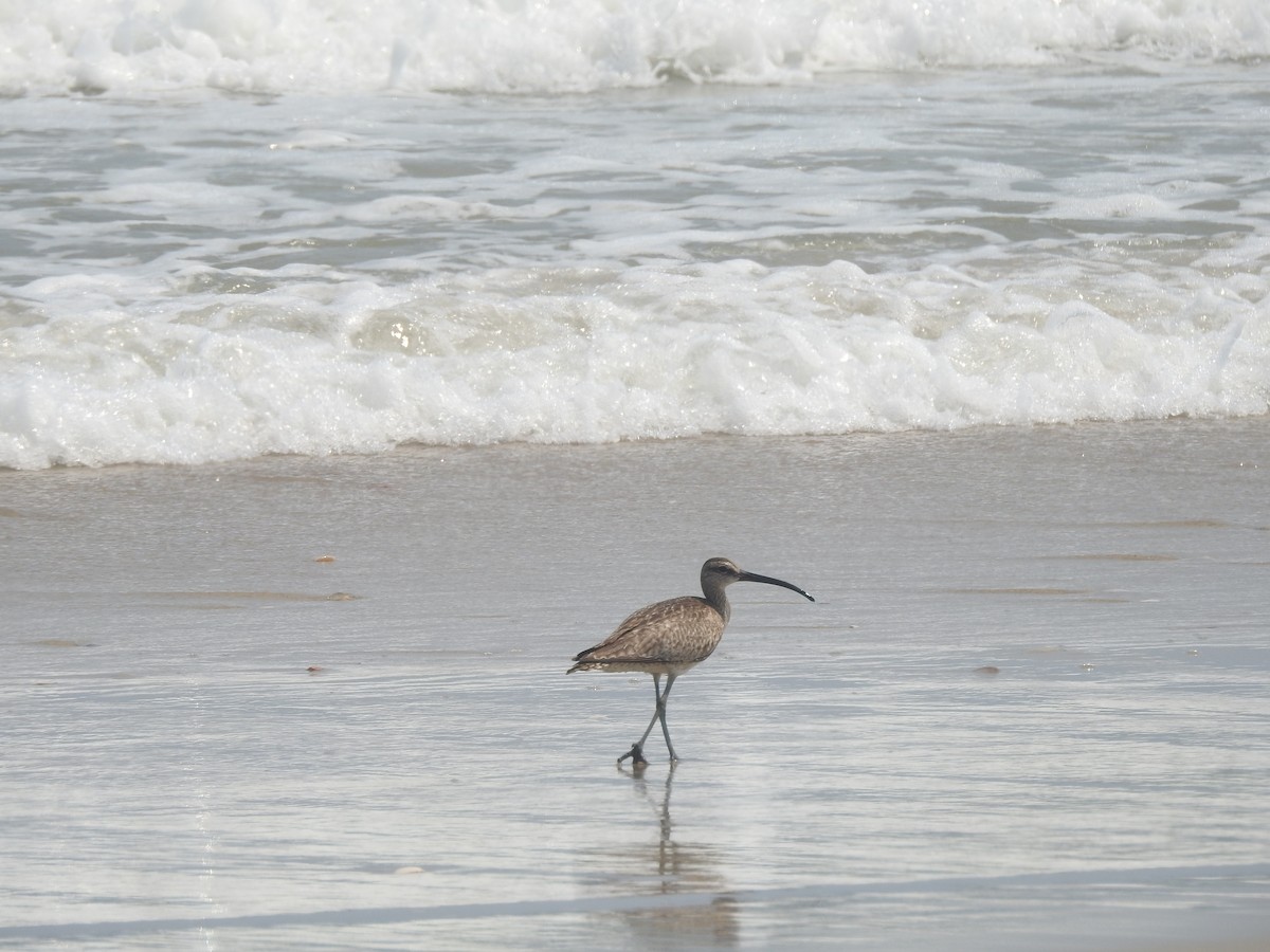 Regenbrachvogel - ML370434831