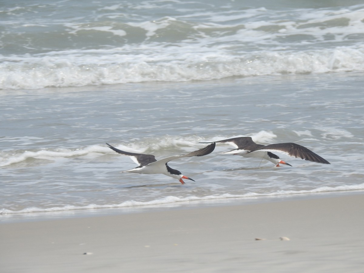 Black Skimmer - ML370434891