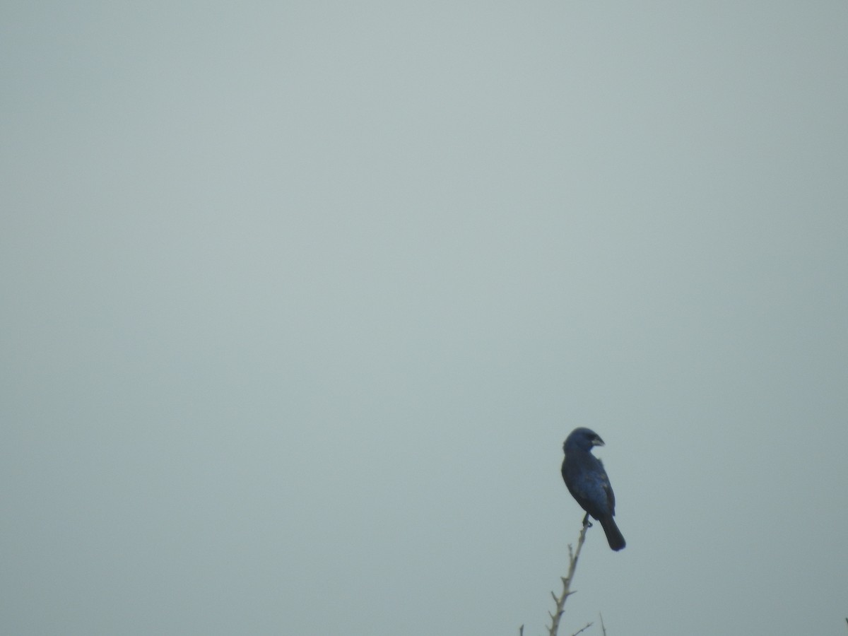 Blue Grosbeak - Nicole Wingfield