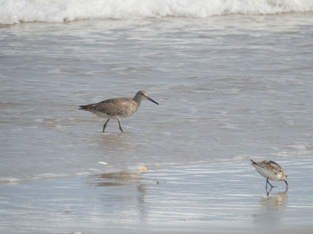 Willet - ML370435251