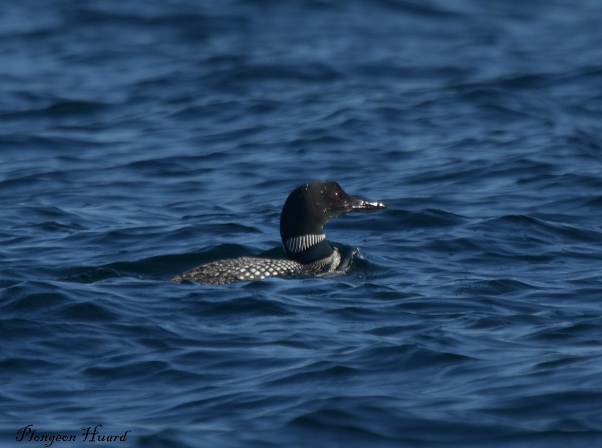Common Loon - ML370435871
