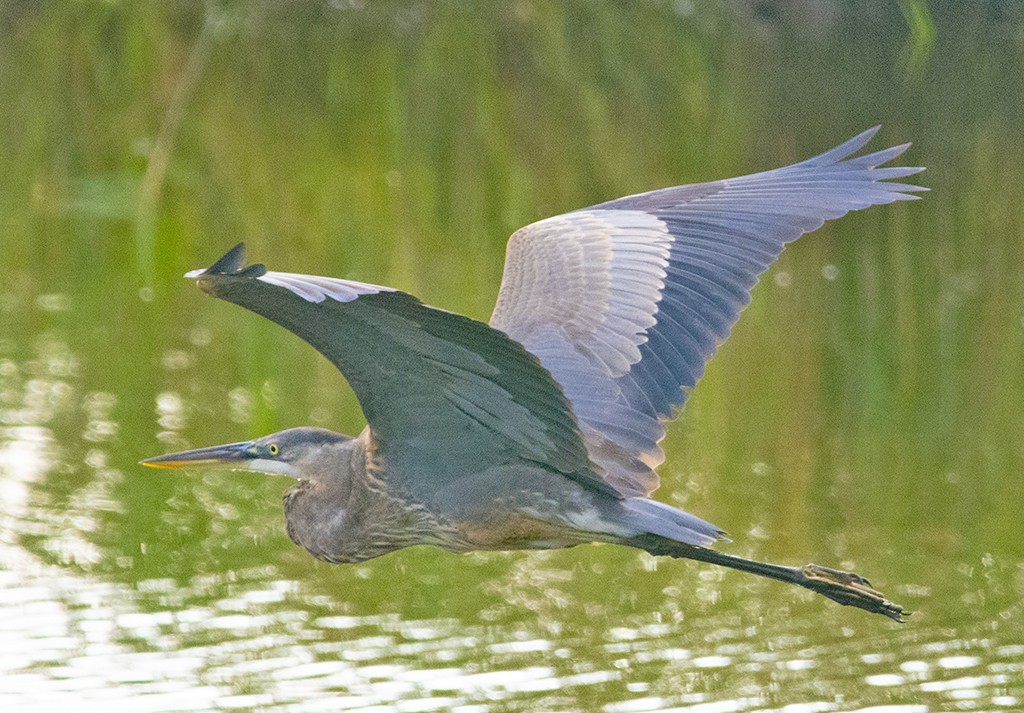 Great Blue Heron - ML370436221