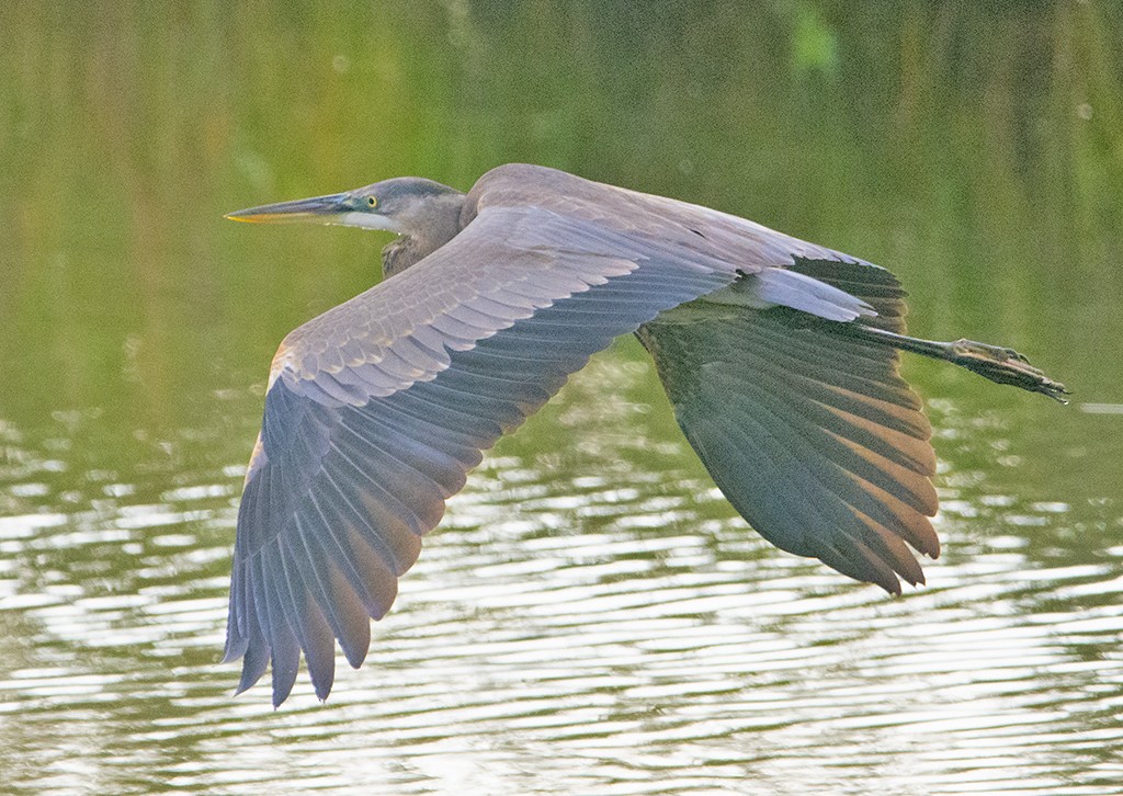 Great Blue Heron - ML370436231