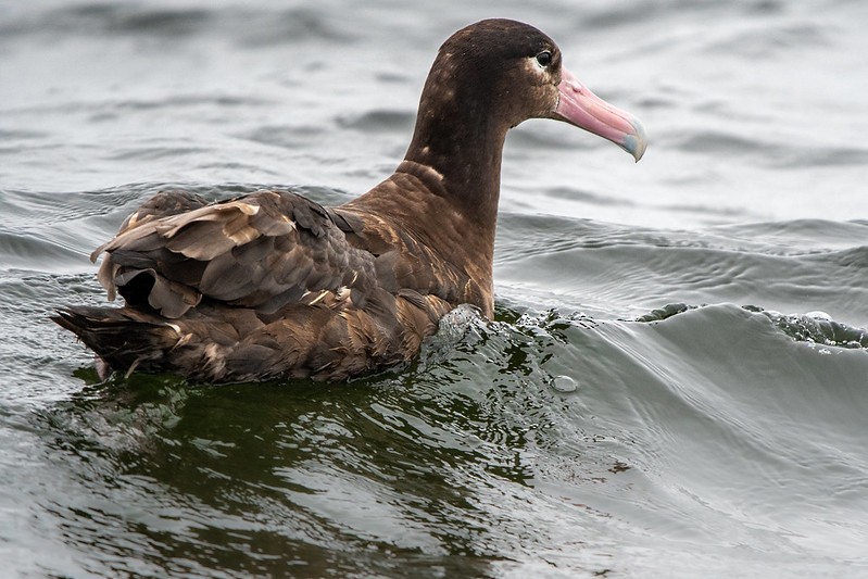 Short-tailed Albatross - ML370438151