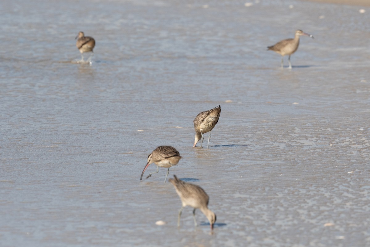 Whimbrel - ML370438351