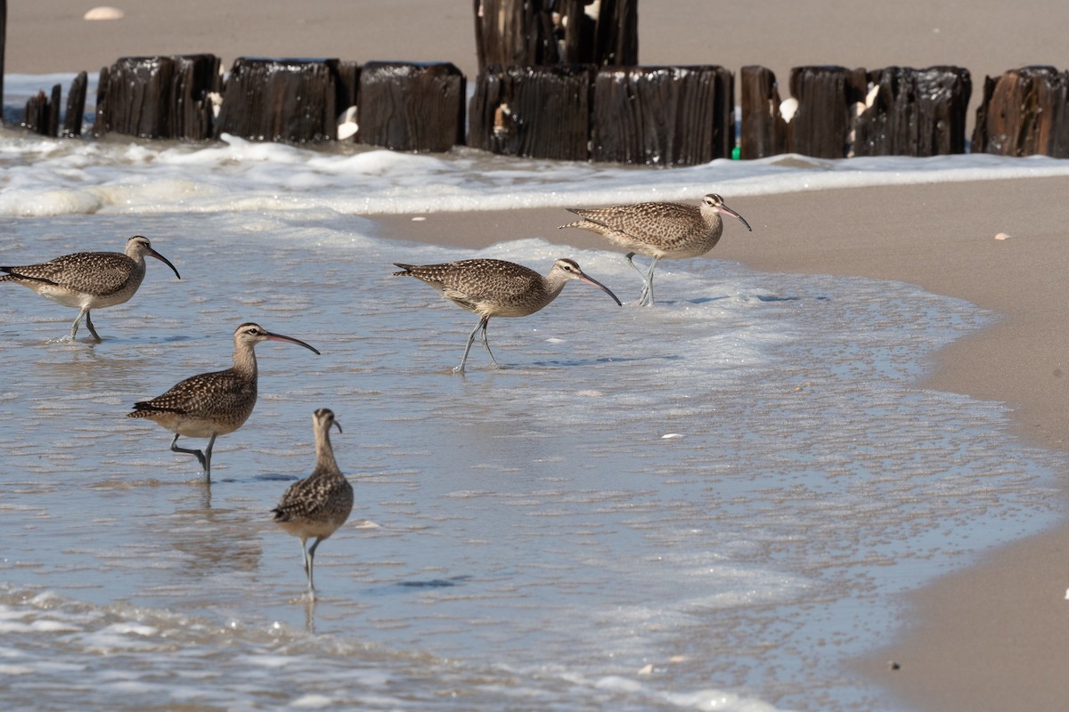 Whimbrel - ML370438391